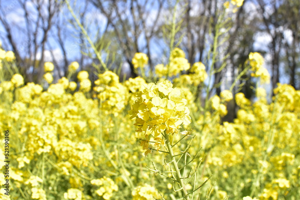 菜の花 菜の花