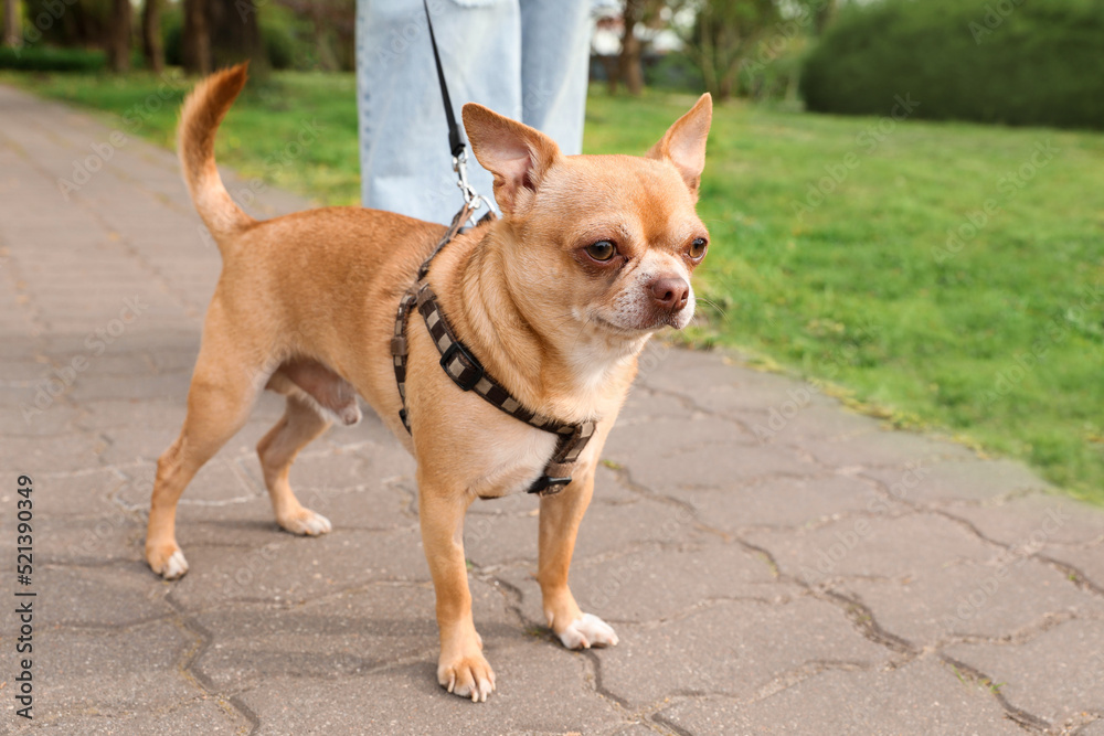 Owner walking with her chihuahua dog in park, closeup Owner walking with her chihuahua dog in park, closeup
