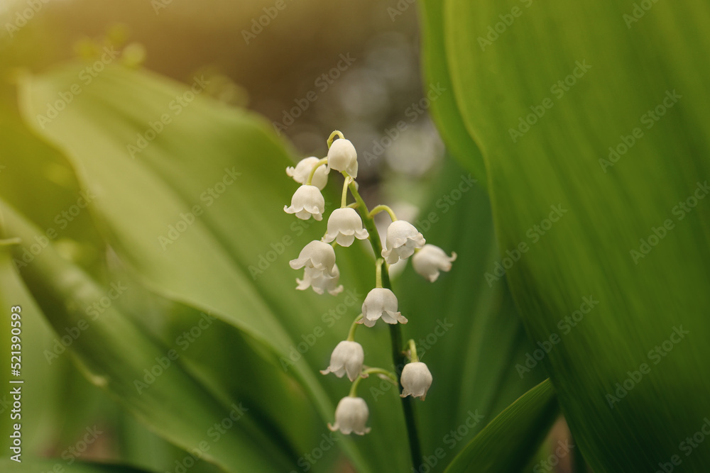 Beautiful lily of the valley flower on blurred background, closeup Beautiful lily of the valley flower on blurred background, closeup