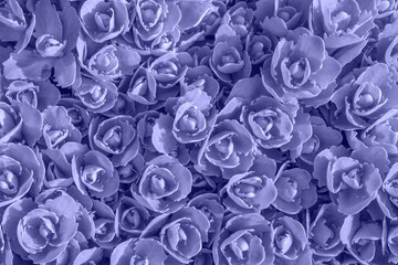 Crédence de cuisine Pantone 2022 very peri Color of year 2022 very peri floral background. Fresh violet shoots of Sedum telephium. Nature background. Young spring leaves of succulent plant. Top view, selective focus  © Irin Fierce