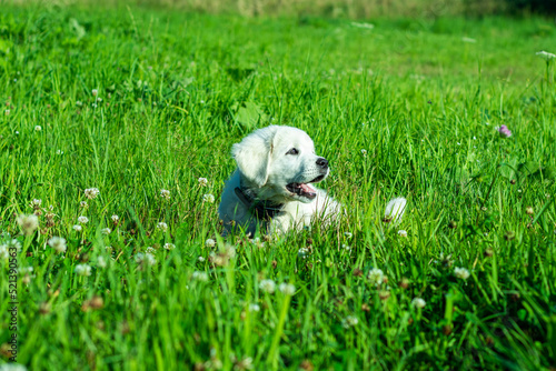 Biały  Owczarek Podhalański w w zielonej trawie © Piotr Gancarczyk