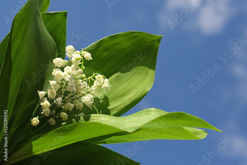 Beautiful lily of the valley flowers against blue sky, closeup