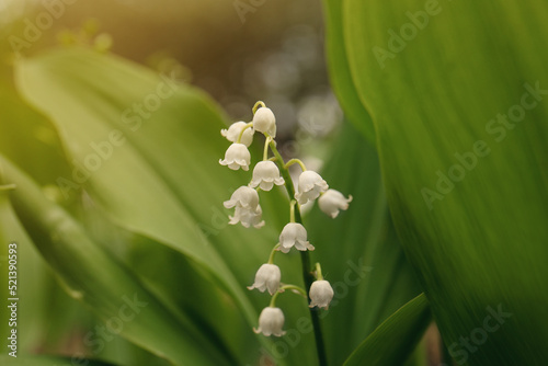 Beautiful lily of the valley flower on blurred background, closeup