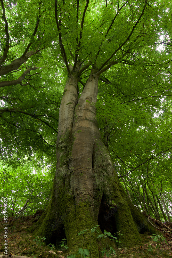 Fototapeta premium Beautiful European Beech Tree