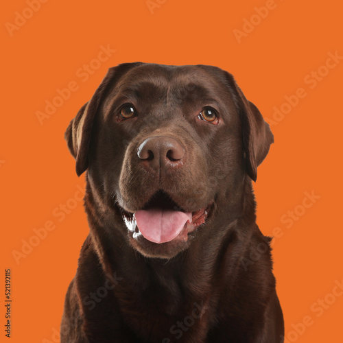 Chocolate labrador retriever on orange background. Adorable pet