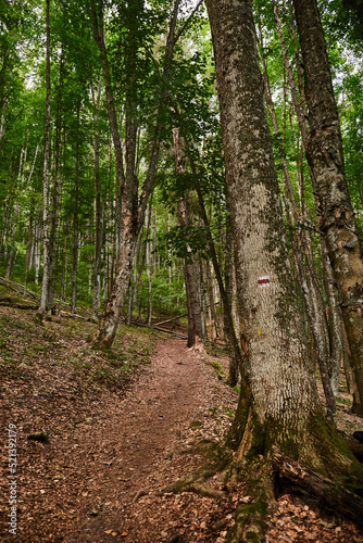 Fototapeta Naklejka Na Ścianę i Meble -  Forest trail with marking of the hiking trail, painted on a tree in Carpathian Mountains, Ukraine. Walking and hiking trails in Borzhava ridge. Rural area of carpathian mountains in autumn
