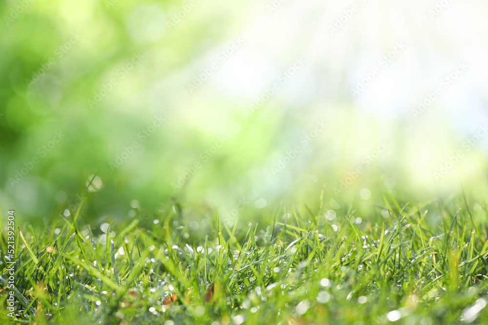 Beautiful green grass with morning dew on sunny day. Bokeh effect Beautiful green grass with morning dew on sunny day. Bokeh effect