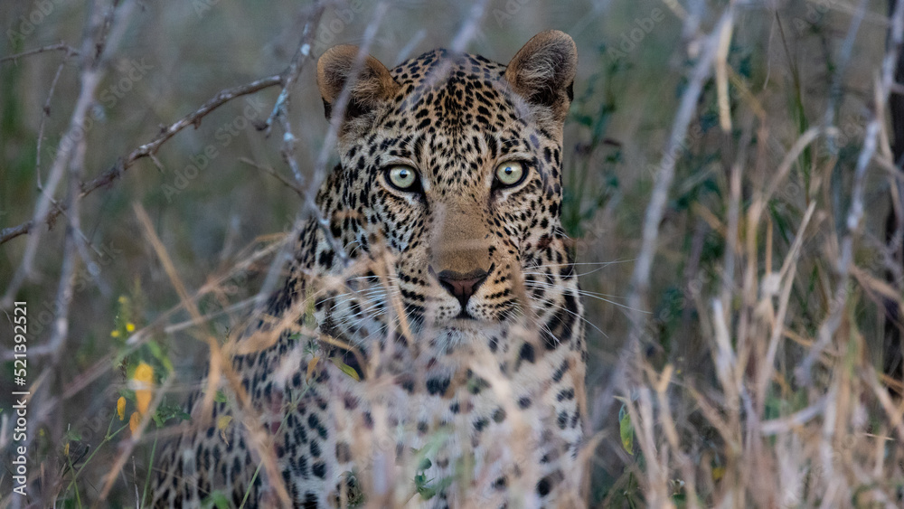 Fototapeta premium a Male leopard close up