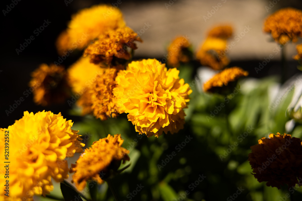 Yellow flower petals