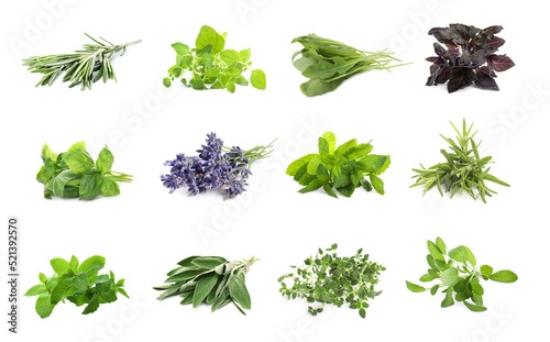 Set with different aromatic herbs on white background