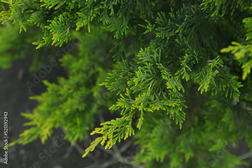 Beautiful green thuja branches outdoors, closeup. Coniferous tree