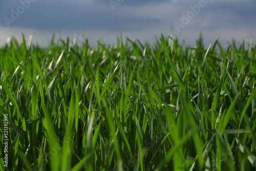 Beautiful agricultural field with ripening cereal crop outdoors