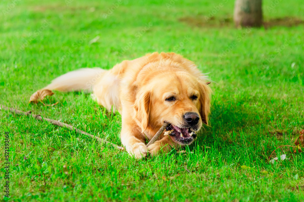 Golden Labrador dog playing with a piece of wood at summer green park. Golden Labrador dog playing with a piece of wood at summer green park.