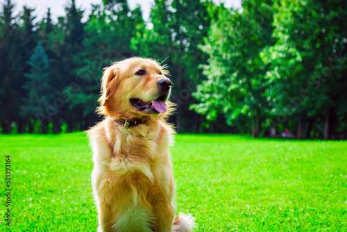 Beautiful Dog Golden Retriever sitting on garden park in sunlight green nature. Park garden with pet.Closeup.