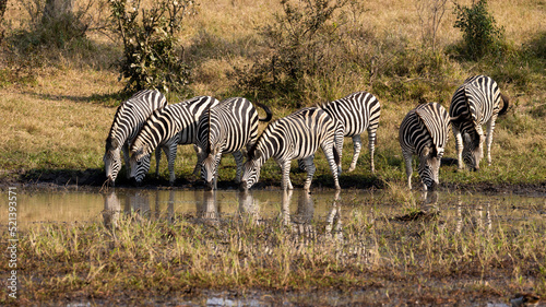 a herd of zebra drinking water in golden light