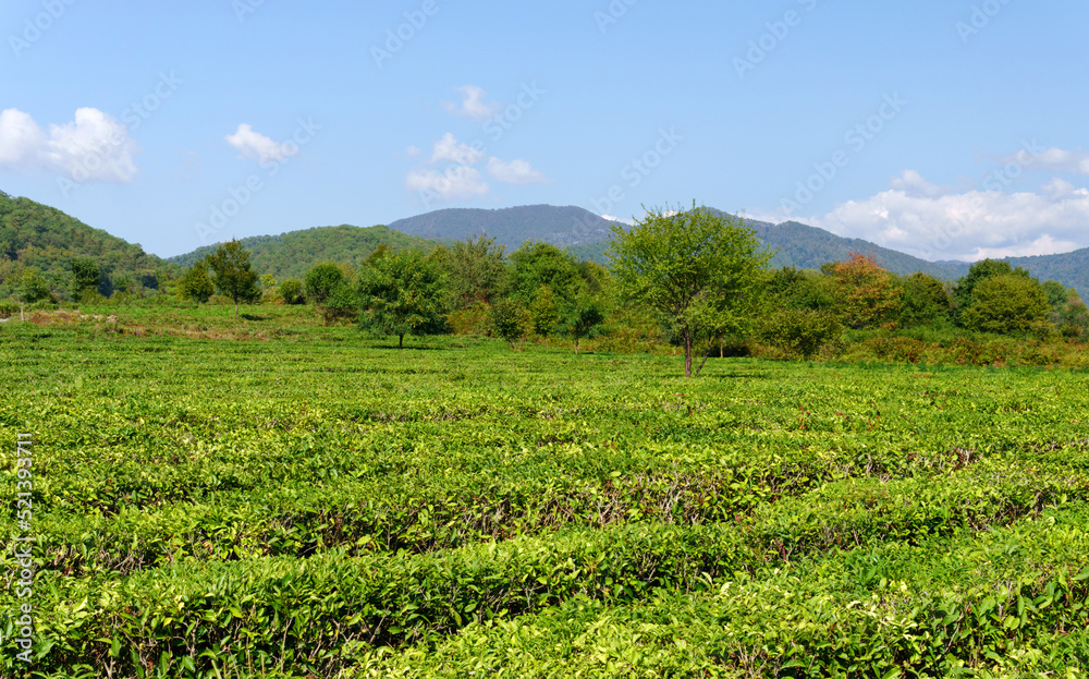 Fields of tea, harvest. Natural selection, Fresh tea leaves at the tea farm