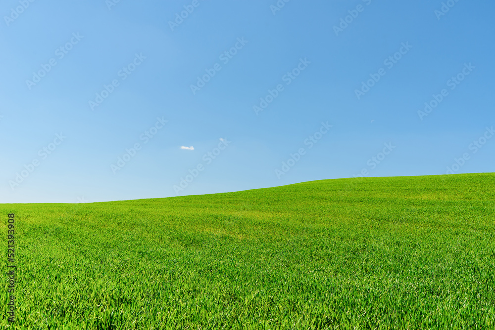 Green wheat spring field landscape with blue sky.Green agrultural field and blue clear day sky. Green wheat spring field landscape with blue sky.Green agrultural field and blue clear day sky.