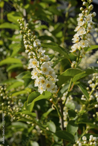 Blooming white flowers on a tree on a sunny day