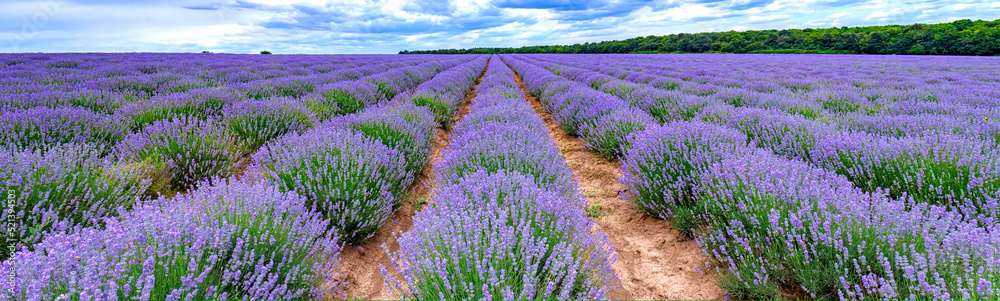 scented  lavender flowers blooming in endless rows. Panoramic view - obrazy, fototapety, plakaty 
