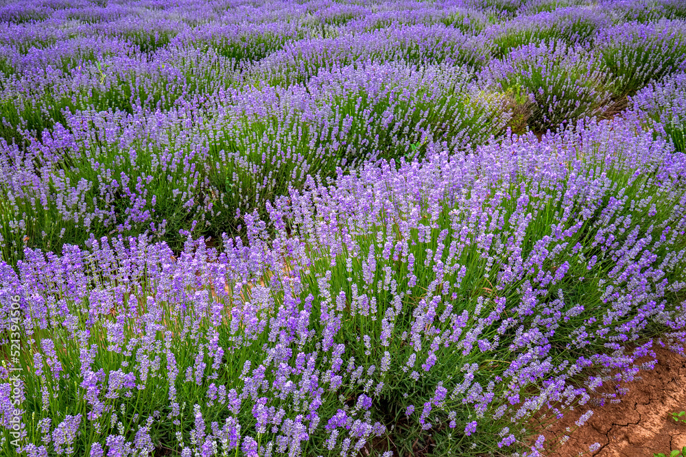 Amazing nature view of blooming lavender