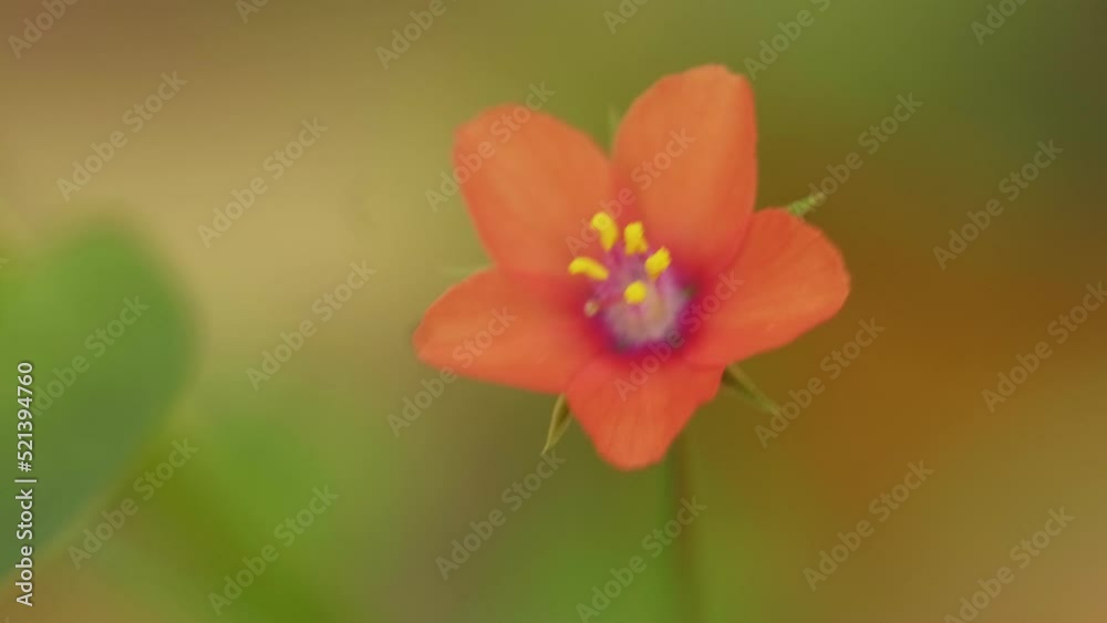 Beautiful red buttercup Beautiful red buttercup
