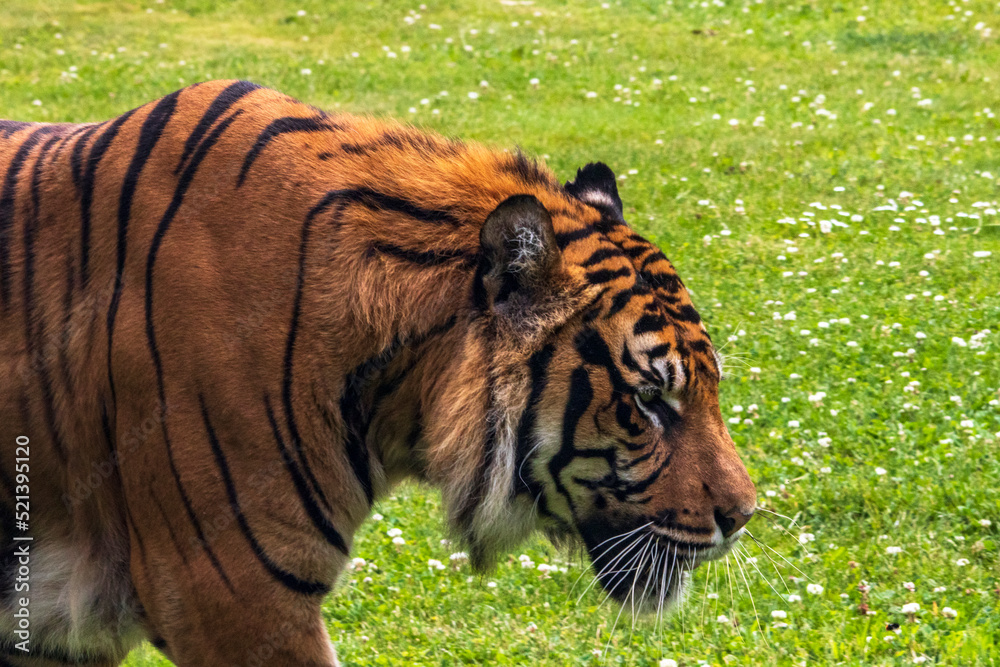 Obraz premium Tête de tigre de Sumatra en profil
