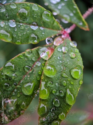 Vertical macro shot of tree leaves with water drops photo