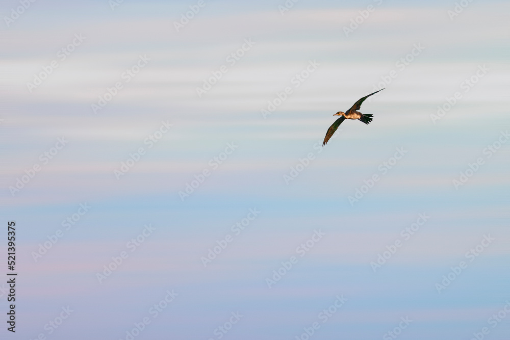 cormorant flying with blue sky background cormorant flying with blue sky background