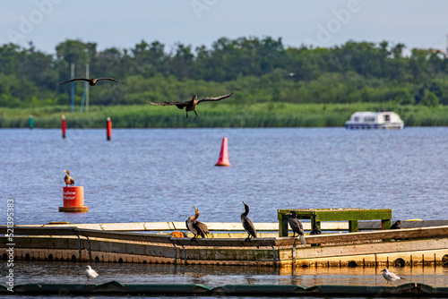 Cormorant landing on boat photo