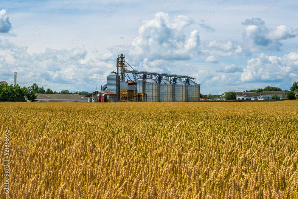 Fototapeta premium agro silos granary elevator with seeds cleaning line on agro-processing manufacturing plant for processing drying cleaning and storage of agricultural products in rye corn or wheat field
