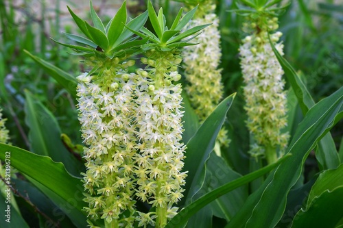 ユーコミス（パイナップルリリー）/Detailed close-up of unique Pineapple Lily (Eucomis comosa) flower spikes in a garden.