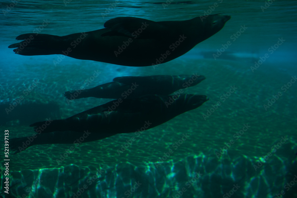 Sea lion underwater swimming