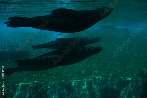Sea lion underwater swimming