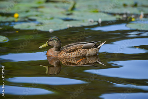 Close-up Mallard duck swims in a pond with water lilies on a warm summer evening.