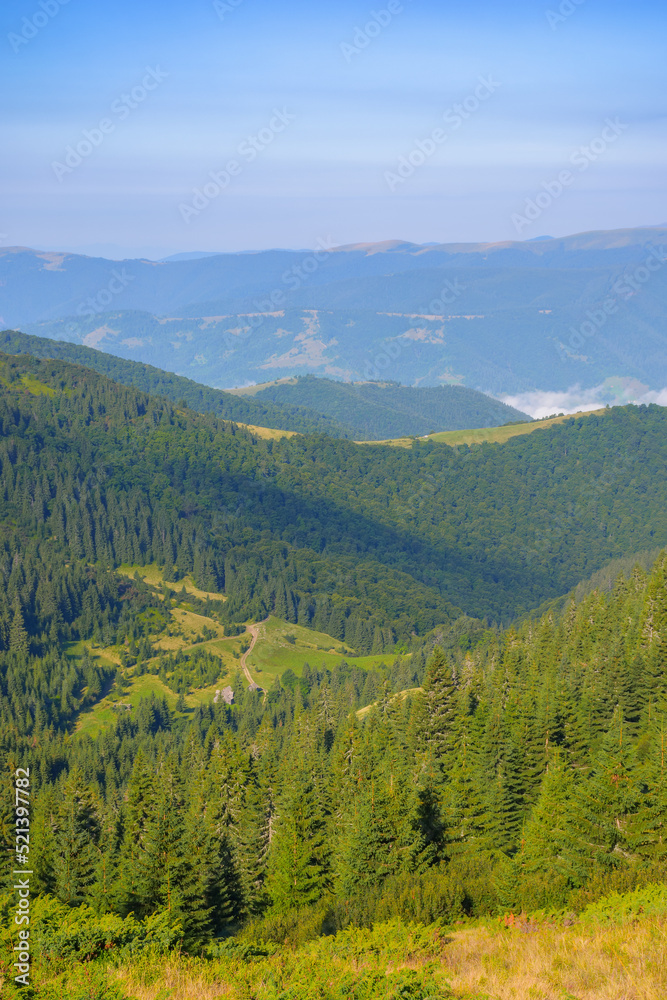 Fototapeta premium ukrainian carpathian mountains in summer. coniferous forest on the hillside. svydovets ridge in the distance. warm sunny weather