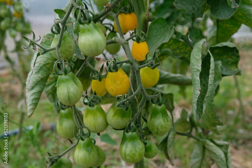 FU 2020-07-14 Ernte 357 An der Rispe wachen grüne und gelbe Tomaten
