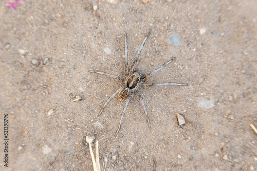 Close-up picture of a European spider wolf  one within the Lycosa genus. Taken in Spain in July 2022.