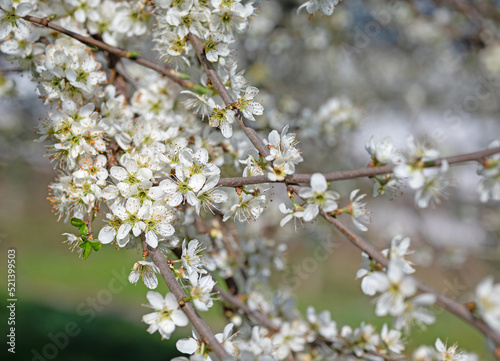 Blühener Schlehdorn, Prunus spinosa, im Frühling