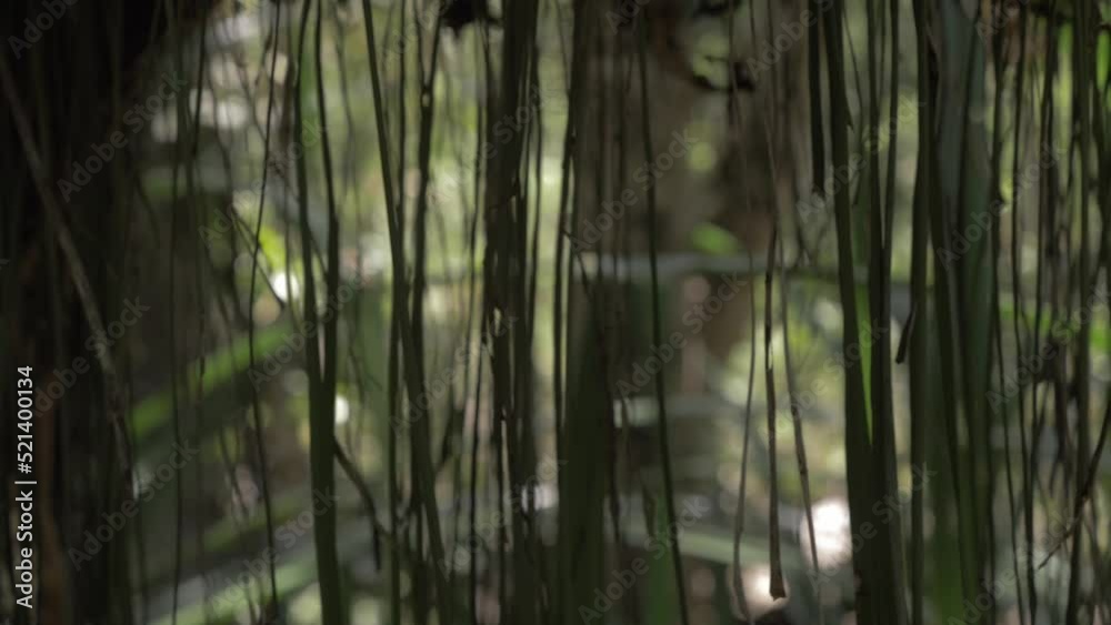 Curtain Of Plant Roots In The Daintree Rainforest In Diwan, Australia. - close up slider Curtain Of Plant Roots In The Daintree Rainforest In Diwan, Australia. - close up slider
