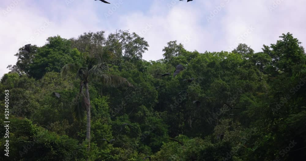 Bats flying in slow motion against a clear blue sky and trees in background on a tropical Island and wild nature. Bats flying in slow motion against a clear blue sky and trees in background on a tropical Island and wild nature.