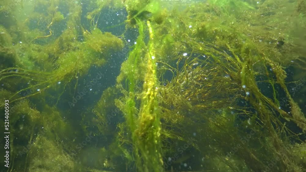 Quickly flowing water in the creek, in which green algae crumble Quickly flowing water in the creek, in which green algae crumble