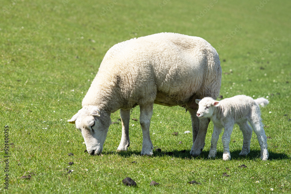 Sheep farming, Pellworm, North Frisia, Germany Sheep farming, Pellworm, North Frisia, Germany