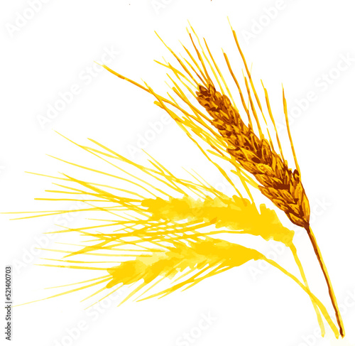 watercolor style from wheat spikes
