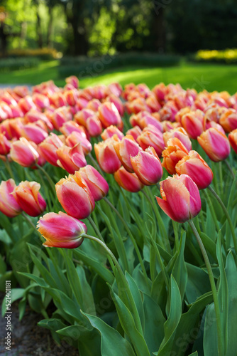 Many beautiful tulip flowers growing in park  closeup. Spring season