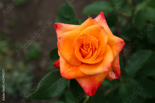 Beautiful blooming orange rose outdoors  closeup view