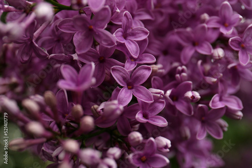 Beautiful blossoming lilac as background, closeup view