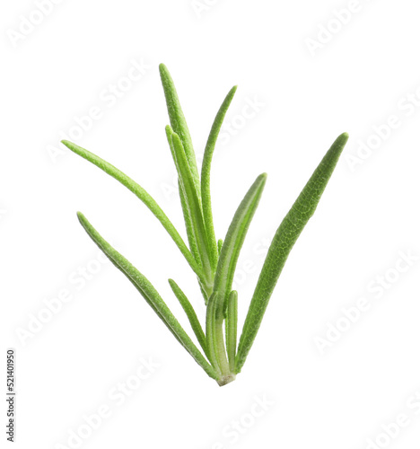 Aromatic rosemary sprig isolated on white. Fresh herb