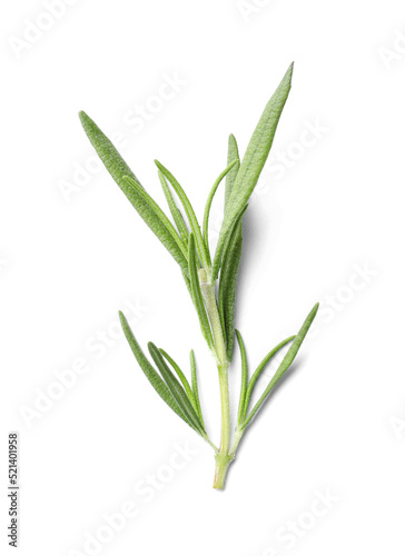 Fototapeta Naklejka Na Ścianę i Meble -  Aromatic green rosemary sprig isolated on white. Fresh herb