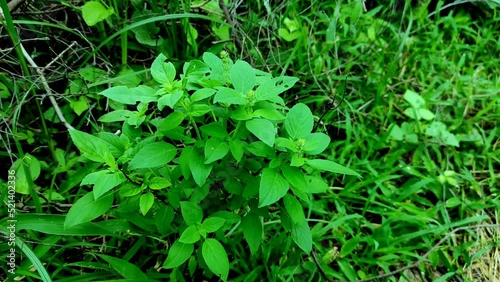 Closeup Shot Of Sweet Basil Ayurvedic Medicinal Plants photo