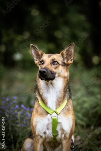 portrait of dog © zwierzokadr